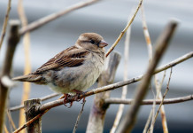 Keep ground-feeding sparrows around