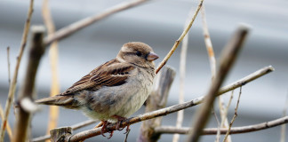 Keep ground-feeding sparrows around
