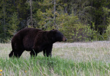 Each animal has its own way to overwinter