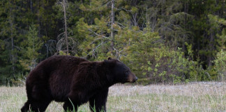 Each animal has its own way to overwinter