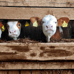 2017 goals for cattle producers