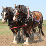 Brockwood Belgians sweep draft horse hitch classes