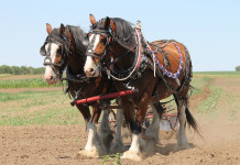 Brockwood Belgians sweep draft horse hitch classes