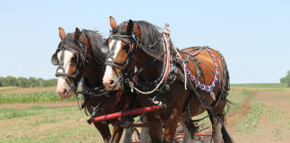 Brockwood Belgians sweep draft horse hitch classes