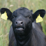 Tennessee man charged with cattle theft