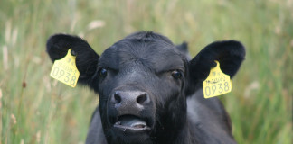 Tennessee man charged with cattle theft