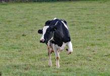 Consultant fee waived for dairy producers