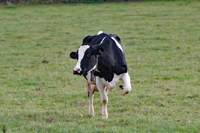 cow-1805362_1280