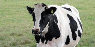Cow