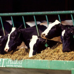 Following cows’ carbon footprint from barn to field cows