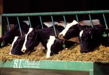 Holstein pedigrees feature new traits cows
