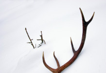 It’s deer shed hunting season deer antler