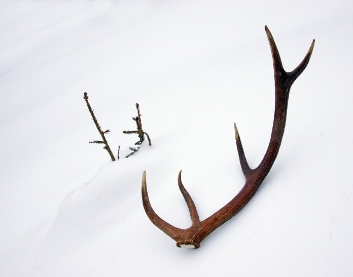 deer antler