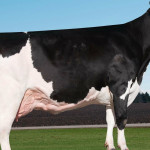 Holstein cow sets national milk record of 77,480 pounds holstein record Ever-Green-View My Gold-ET
