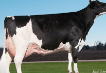 Holstein cow sets national milk record of 77,480 pounds holstein record Ever-Green-View My Gold-ET