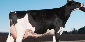 holstein record Ever-Green-View My Gold-ET