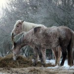 How to hay test for efficient winter feeding