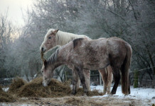 How to hay test for efficient winter feeding