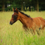 Equine showcase, breeders’ short course in Ky. horse