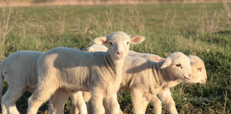 The joys, sadness of raising livestock