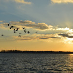 Birds know how to survive cold weather