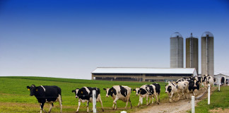 Ohio cattle breeders can gain exposure in OCA program