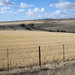 Ask FSA Andy about reminders for producers paddock