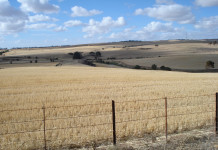 Ask FSA Andy about reminders for producers paddock