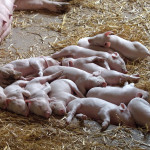 How to prepare a livestock birthing kit piglets