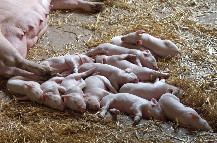 piglets