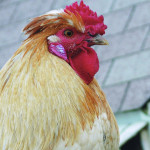 Farmers, channel your inner Rooster rooster