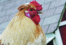 Farmers, channel your inner Rooster rooster
