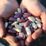 Ask FSA Andy about National Bean Day
