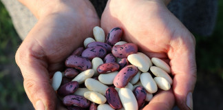 Ask FSA Andy about National Bean Day