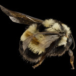 Ohio can help endangered rusty patched bumble bee