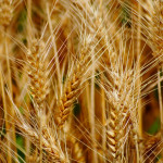 wheat