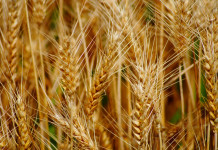 2017: Hard numbers and hard politics wheat