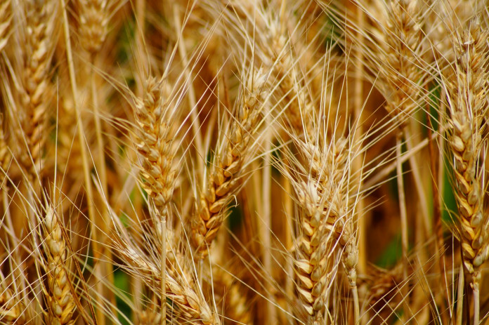 wheat wheat