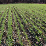 Looking ahead: Will 2017 bring a new market? uncovered wheat