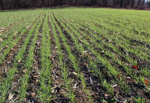 Looking ahead: Will 2017 bring a new market? uncovered wheat