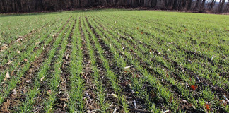 Weather surprise stirs up markets uncovered wheat