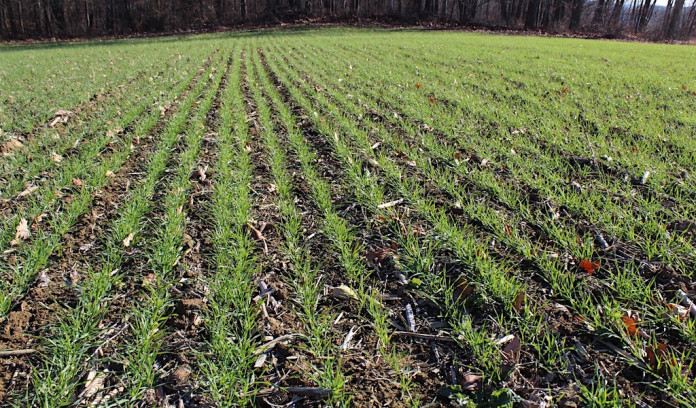 wheat fall uncovered wheat