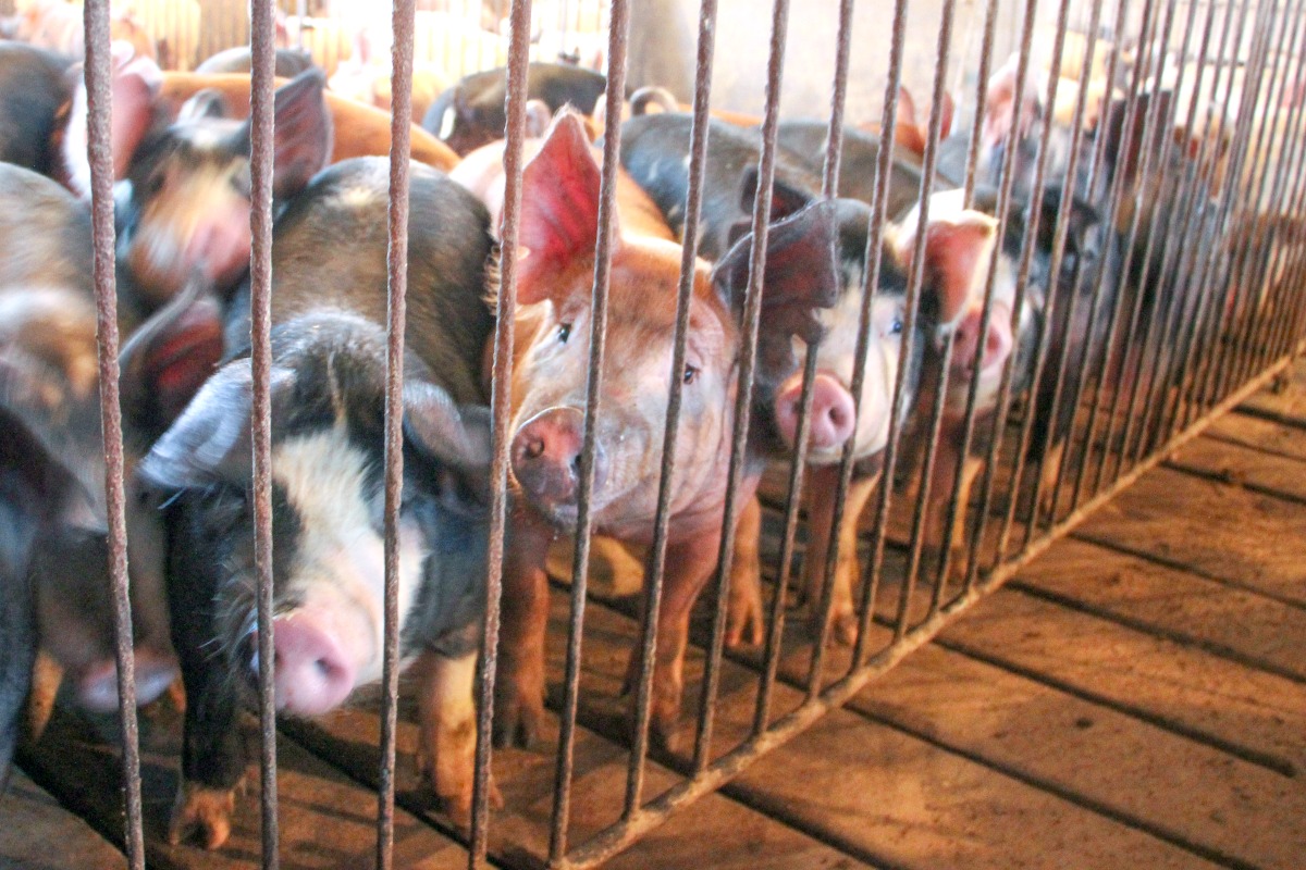 Blake Campbell and lamb