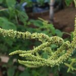 Seed industry announces Palmer amaranth test
