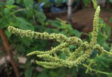 Seed industry announces Palmer amaranth test