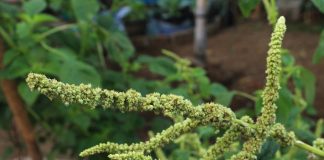 Seed industry announces Palmer amaranth test