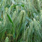 Malting barley conference set