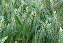 Malting barley conference set