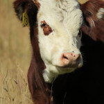 Livestock prices stabilizing after recent years’ rollercoaster