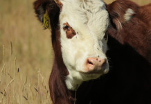 Livestock prices stabilizing after recent years’ rollercoaster